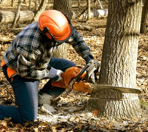 Tree Removal in Potter, WI